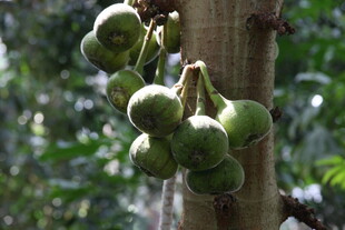 树上的青绿色果实