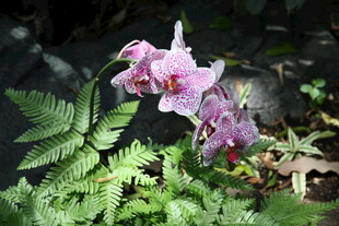 粉色兰花绽放于绿植间