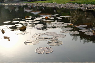 池塘中的荷叶与漂浮物