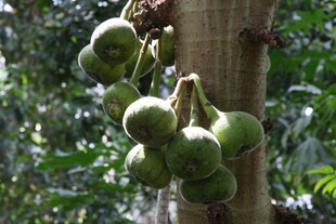 树上挂着的青绿色果实