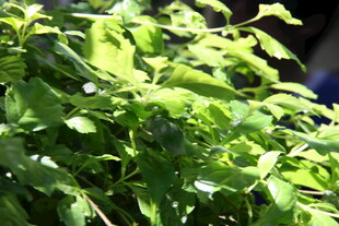 翠绿繁茂的生机植物