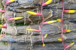 彩色浮标挂于石墙旁