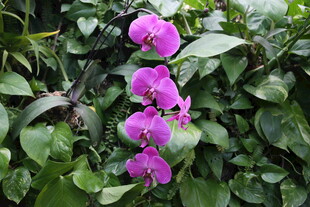 紫色蝴蝶兰绽放绿叶间