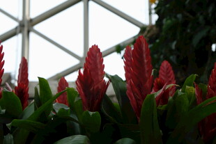温室中的艳丽红色花卉
