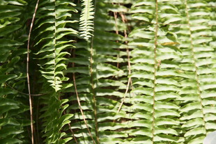 翠绿蕨类叶片特写