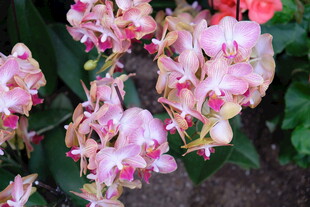 粉色娇艳蝴蝶兰绽放