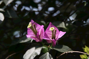 娇艳三角梅绽放