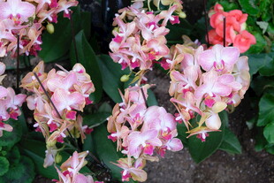 娇艳多姿的粉色兰花绽放