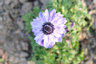 紫色小花绽放于绿意中