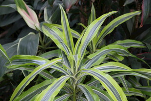 条纹绿叶植物特写