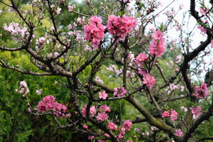 春日繁花盛开的美丽景象