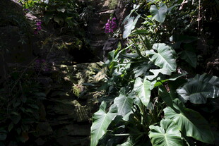 岩壁上的繁茂绿植