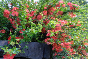 盛放的红色花卉盆栽