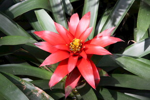 艳丽红心虎纹凤梨花朵