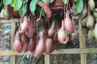 悬挂的美丽猪笼草