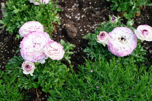 草地上的美丽花毛茛