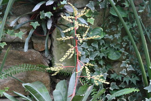 奇特附生植物绽放