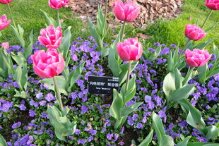 多彩郁金香与紫色花卉共绽