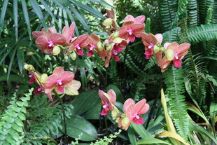 艳丽凤仙花绽放于绿植间