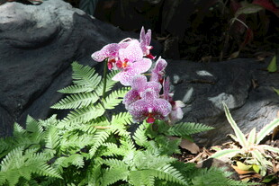 娇艳兰花伴绿植绽放