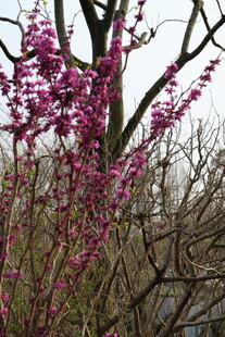 枝头绽放的艳丽紫花