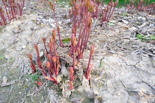 红茎植物生长于干裂土地