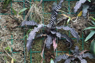 奇特蕨类植物生长于野外