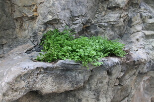 石缝中顽强生长的绿植