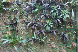 地面上的多样绿色植物