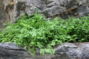 岩石旁的翠绿植物