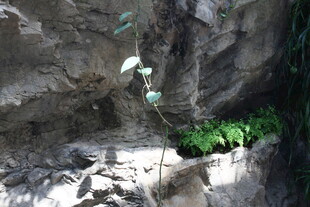 岩石缝隙中的绿色植物