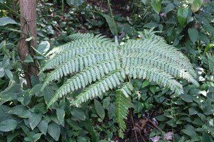 翠绿蕨类植物生长于林间