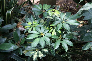 绿叶繁茂的植物景观