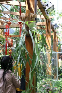 女子观察温室中的奇特植物