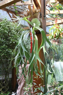 奇特垂叶植物展示