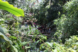 茂密丛林中的自然景象