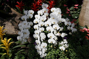 白色兰花绽放于绿植间