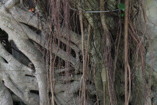 盘根错节的植物根系