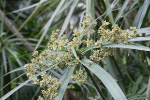 棕榈树的黄色小花