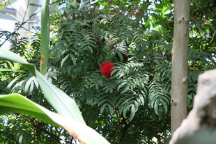 绿叶丛中一抹红