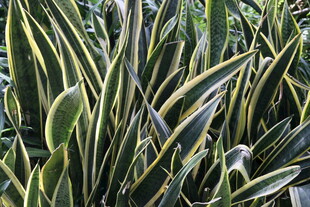 金边虎皮兰特写