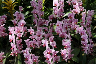 粉色烂漫兰花绽放