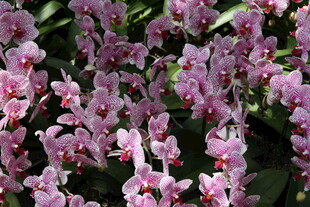 粉色烂漫花朵绽放