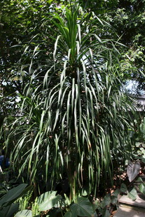 细长叶片的茂盛绿植