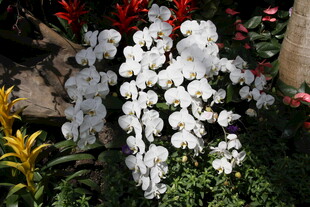 白色花卉绽放于绿植间