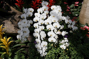 白色花卉绽放于绿植间