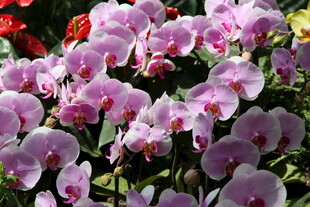 粉色蝴蝶兰绽放美丽