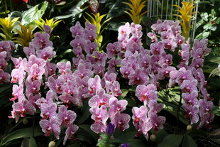 美丽粉紫色兰花绽放