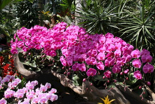 艳丽绽放的粉色花卉景观