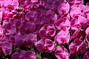 艳丽紫蝴蝶兰绽放